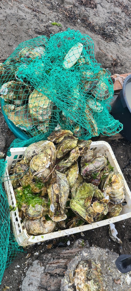 Устрицы, собранные нашей группой