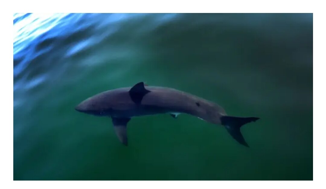 Большая белая акула.  (Дэвид Л. Райан/The Boston Globe через Getty Images/Файл)