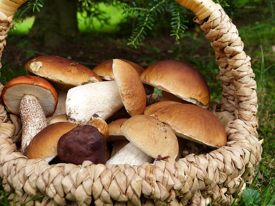 Жареные белые грибы на зиму