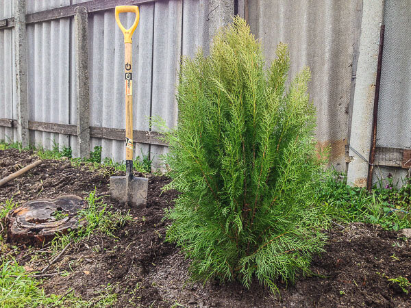 Первая из посаженных нами восточных туй.