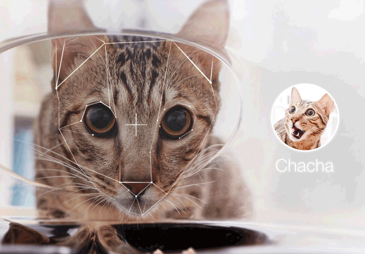 Технология распознавания лиц используется даже для индентификации кошек. Фото: CatFi