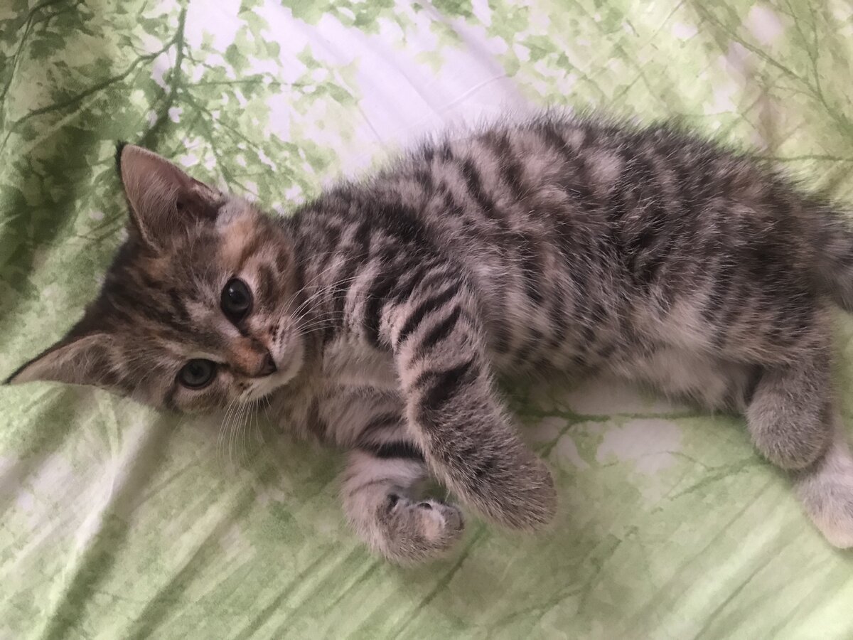 Кот филька. Смущенный кот. Мой котик дома. Мой котик дома. Домашние котята.