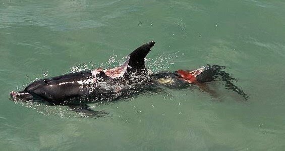 Кто то заплыл в чёрное море, подобные находки и раньше были, но теперь слишком часто люди фиксируют подобное. 