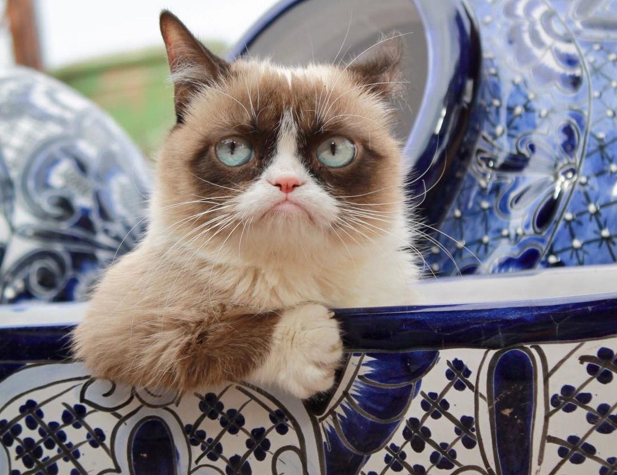 грампи кэт порода. грэмми кэт. грампи кэт. угрюмый мир. сердитый кот грампи.