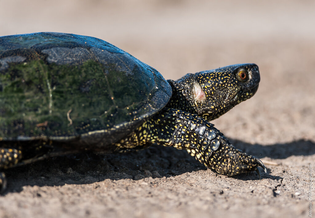 тортуга черепаха. хоксбильская морская черепаха. Baby turtle. черепаха сильверстоун. шпороносная черепаха.