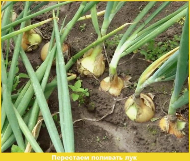 сад и огород, полезные советы, урожай, работы в саду 