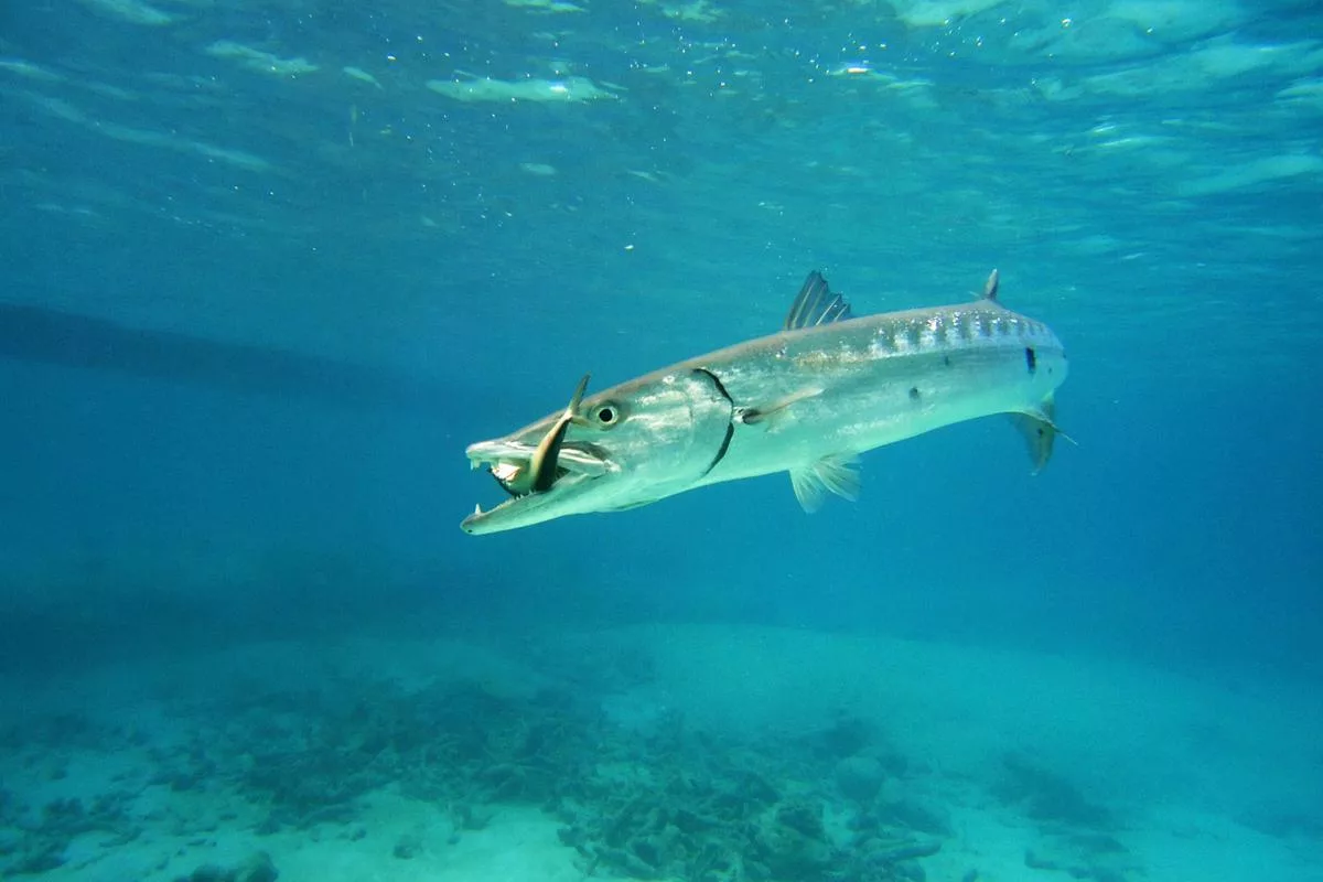 Barracuda. Барракуда рыба. Барракуда и щука. Акула Барракуда. Рыба большая Барракуда.