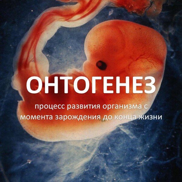 https://cdn-nus-1.pinme.ru/tumb/600/photo/c6/738a/c6738af2f58e3f78ee8ce53253bcf80a.jpeg