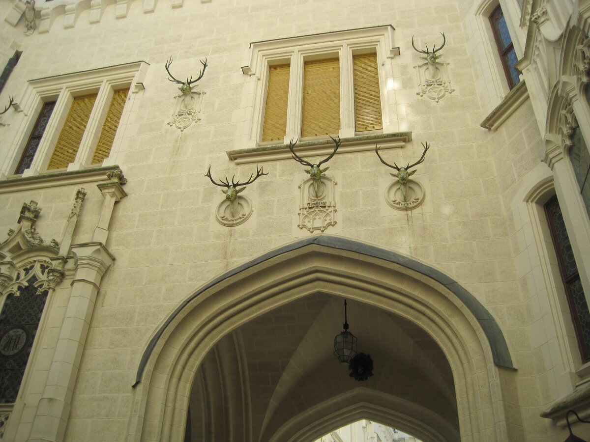 И только в одном месте среди рогов встречаются клыки.