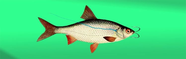 Через жабры