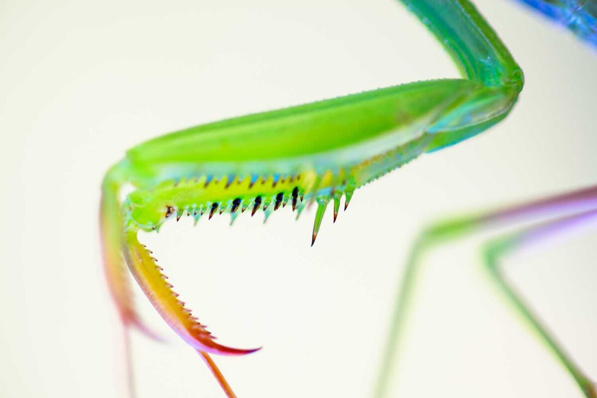 Georg Kantioler. 2016