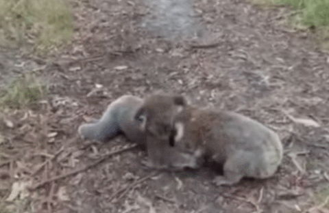 Это, кстати, тоже ожесточённая борьба между двумя самцами. 