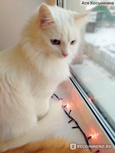 Корм для кошек Brit Care Angel I'm Delighted Senior (over 7 years) - отзыв