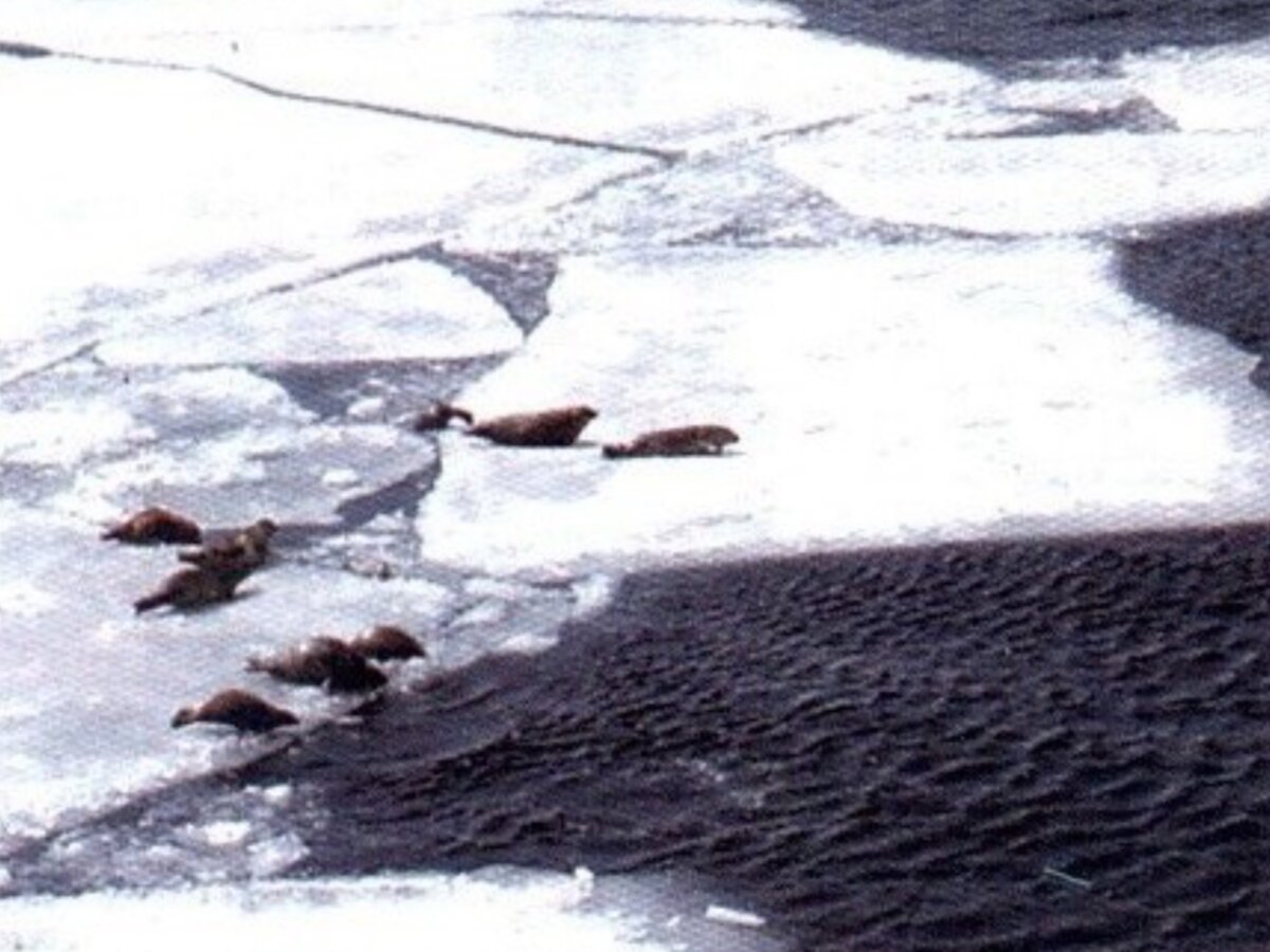 Нерпы на льдине. Но, судя по цвету меха непромысловые, вернее малоценные, поскольку коричневые, начавшие линять. Скорее всего акиба.