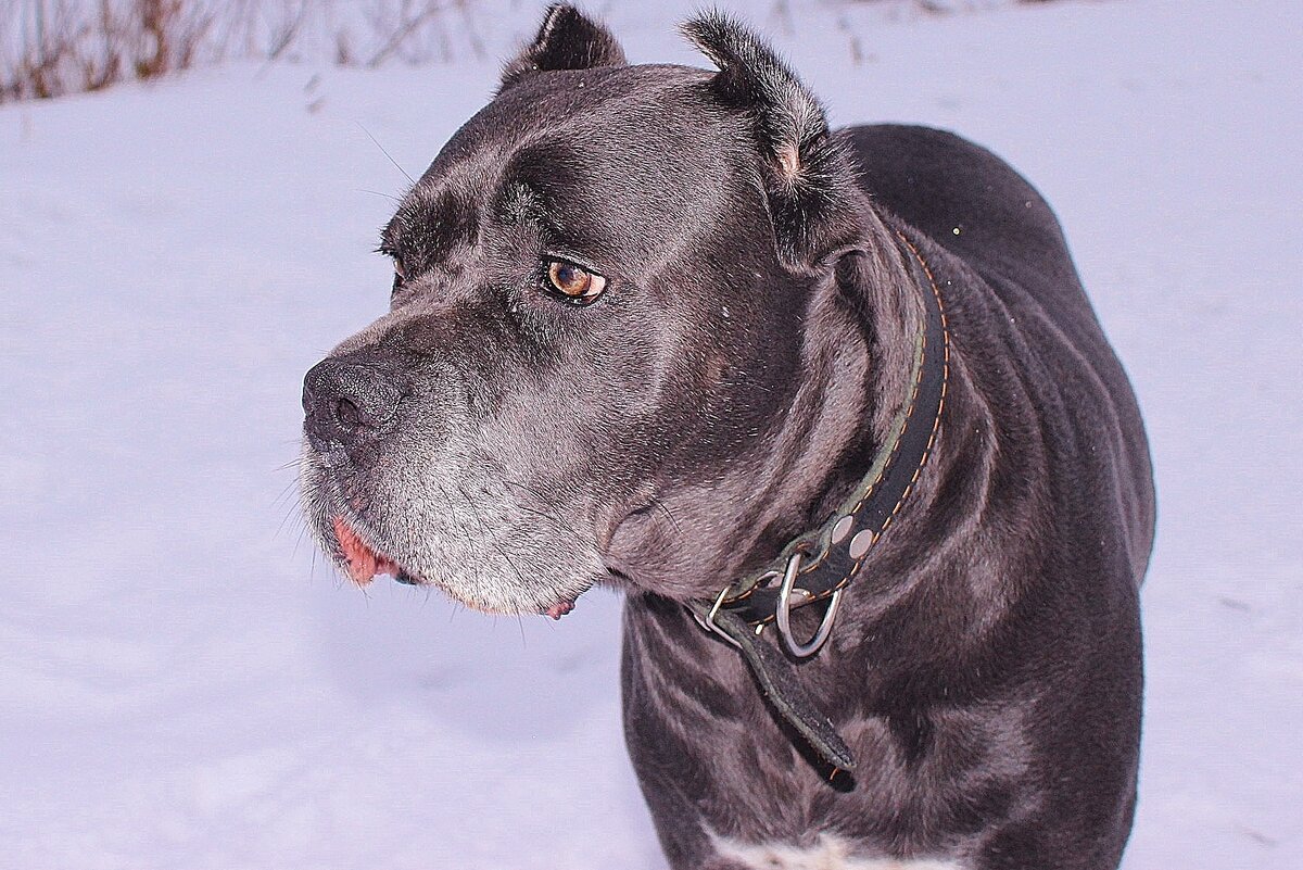 Энджой. Фото автора.