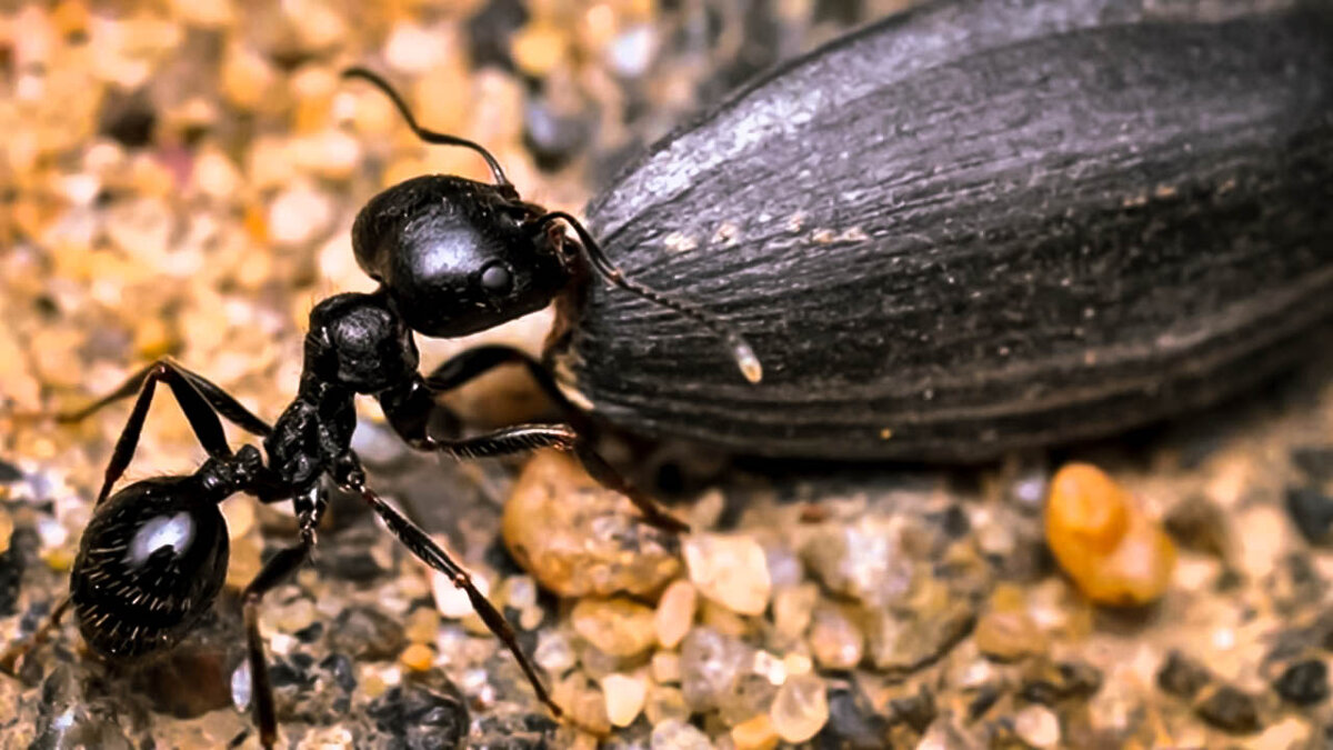 Оооо, какая большая семечка, дай ка утащу к себе в формикарий