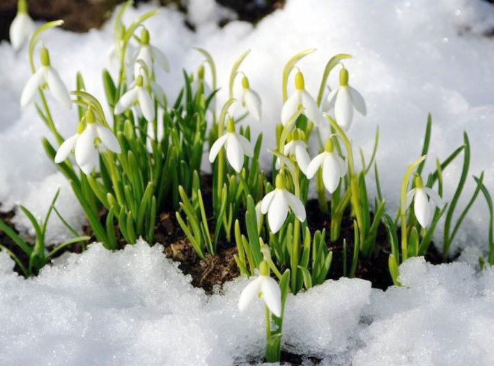 Подснежники...