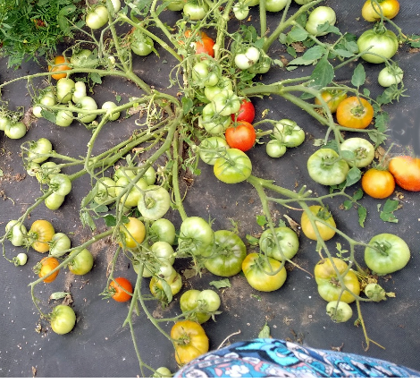 Монгольский карлик