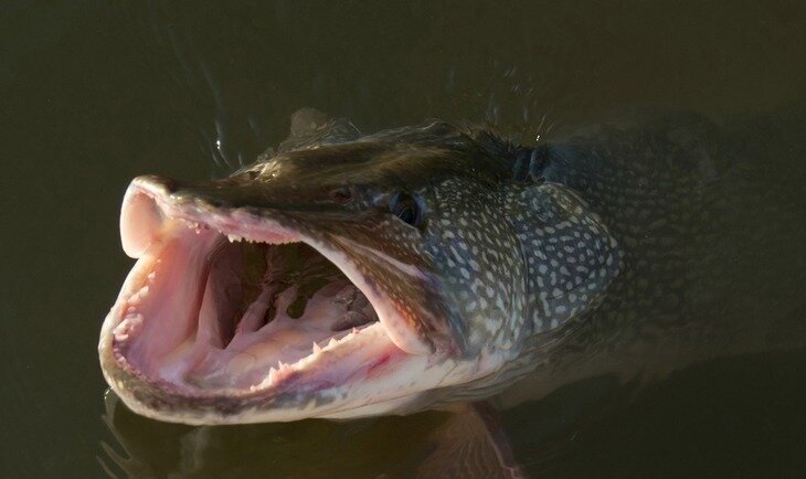 Опасный момент при вываживании щуки, когда пасть выходит на поверхность.