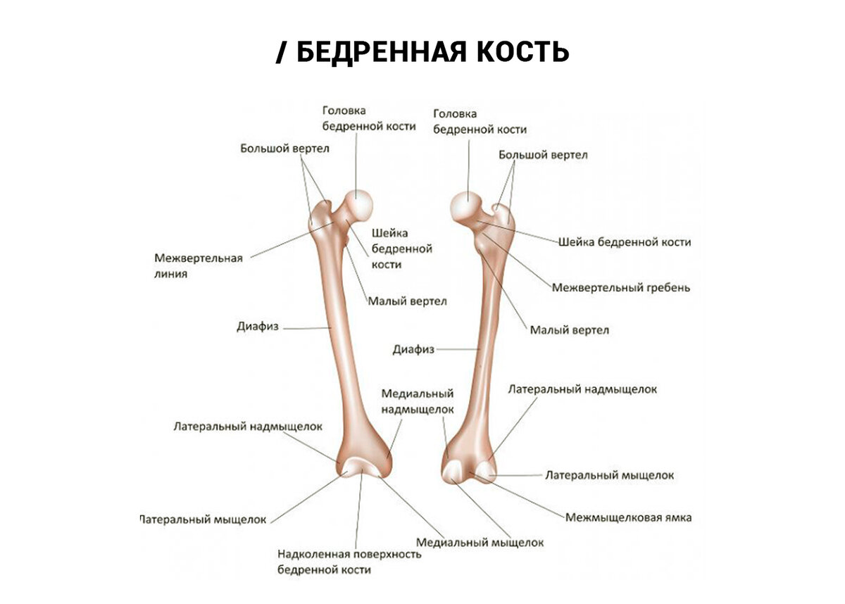 Сколько костей в бедре. Большой и малый вертелы бедренной кости. Бедренная кость, анатомические структуры. Структуры дистального эпифиза бедренной кости:. Бедренная кость анатомия подробно.