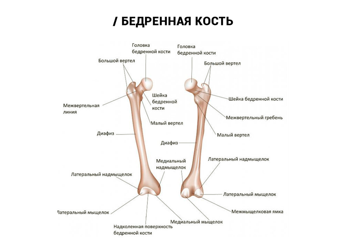 Бедренная кость фото. Бедренная кость анатомия человека строение и функции. Бедренная кость, анатомические структуры. Нижние конечности анатомия бедренная кость. Большой и малый вертелы бедренной кости.