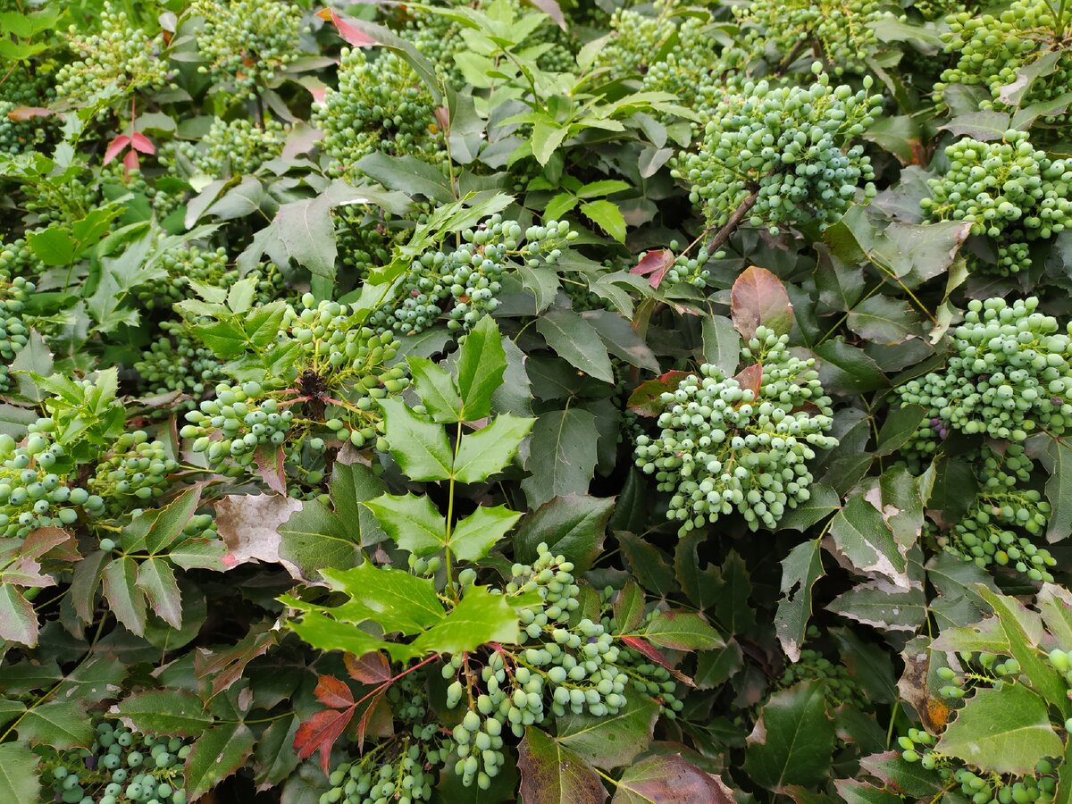 Боярышник сливолистный живая изгородь. Боярышник кроваво-красный изгородь. Живая изгородь из лавровишни. Самшит элегантиссима. Вечнозеленый кустарник самшит.