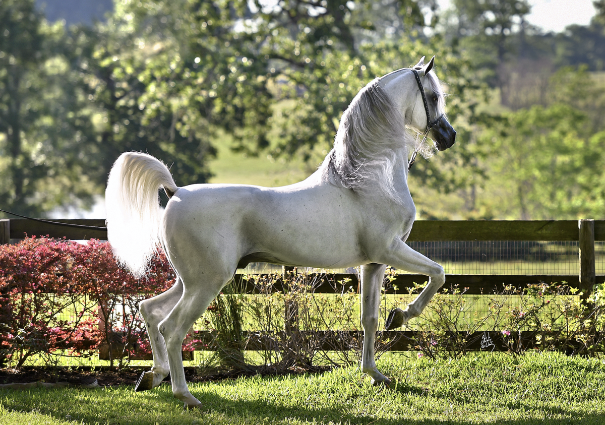 Цена на коне. Кохейлан-сиглави. Кохейлан арабская лошадь. Аравийский скакун. Хадбан арабская лошадь.