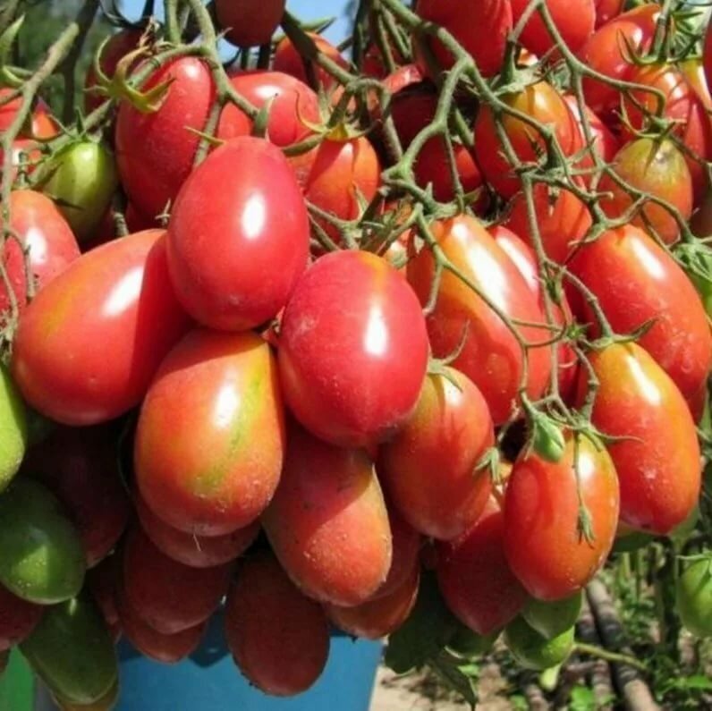 Произведение искусства среди помидоров!