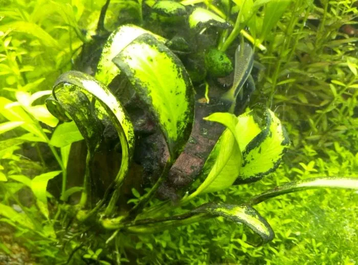 Зеленый налет на растениях и стенках аквариума