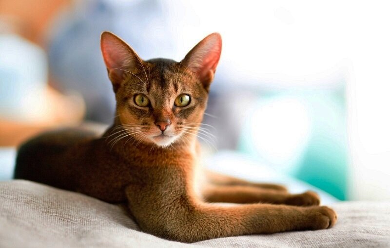 Изящество абиссинской кошки непревзойдённо. Фото - udivitelno.com