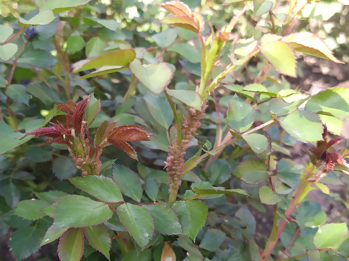 Тля на кусте розы