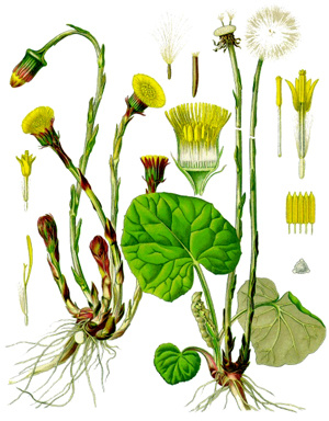 Мать и мачеха, Зефир, подорожника.