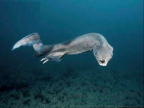Плащеносная акула