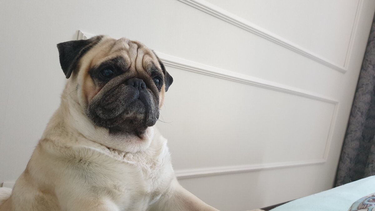 наш мопс Семен Семеныч. 