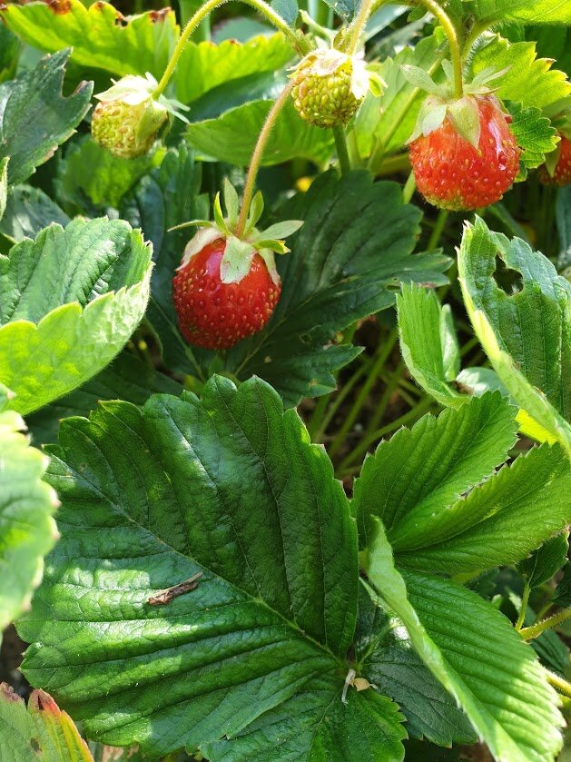 Клубника на моей даче.