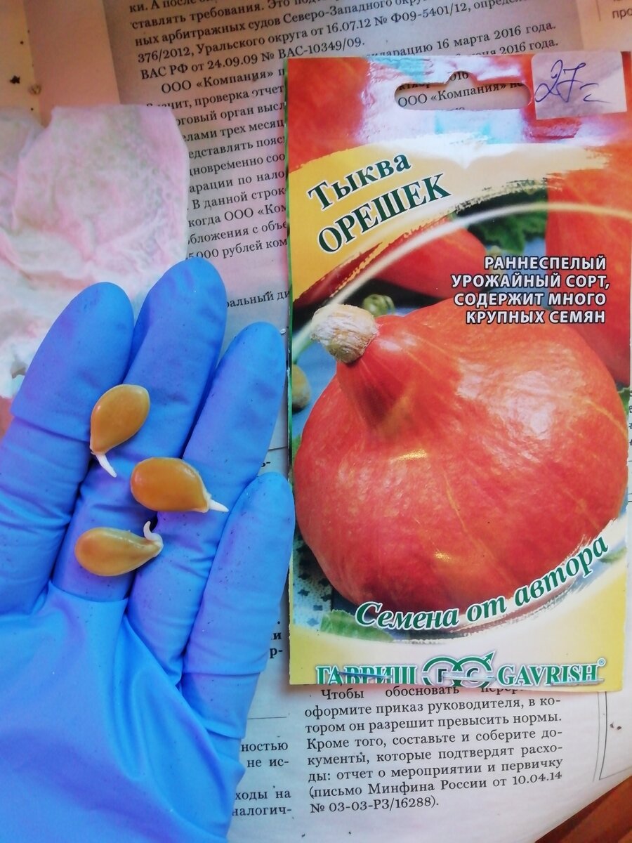 Тыква Орешек, быстрее всех проклюнулись) 