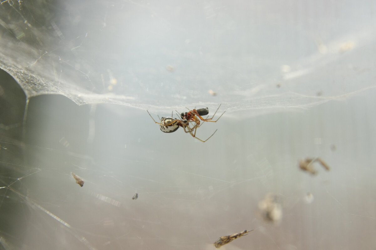 Самец и самка Frontinella frutetorum. Снято в Краснодаре