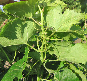 инфекционное вырождение.