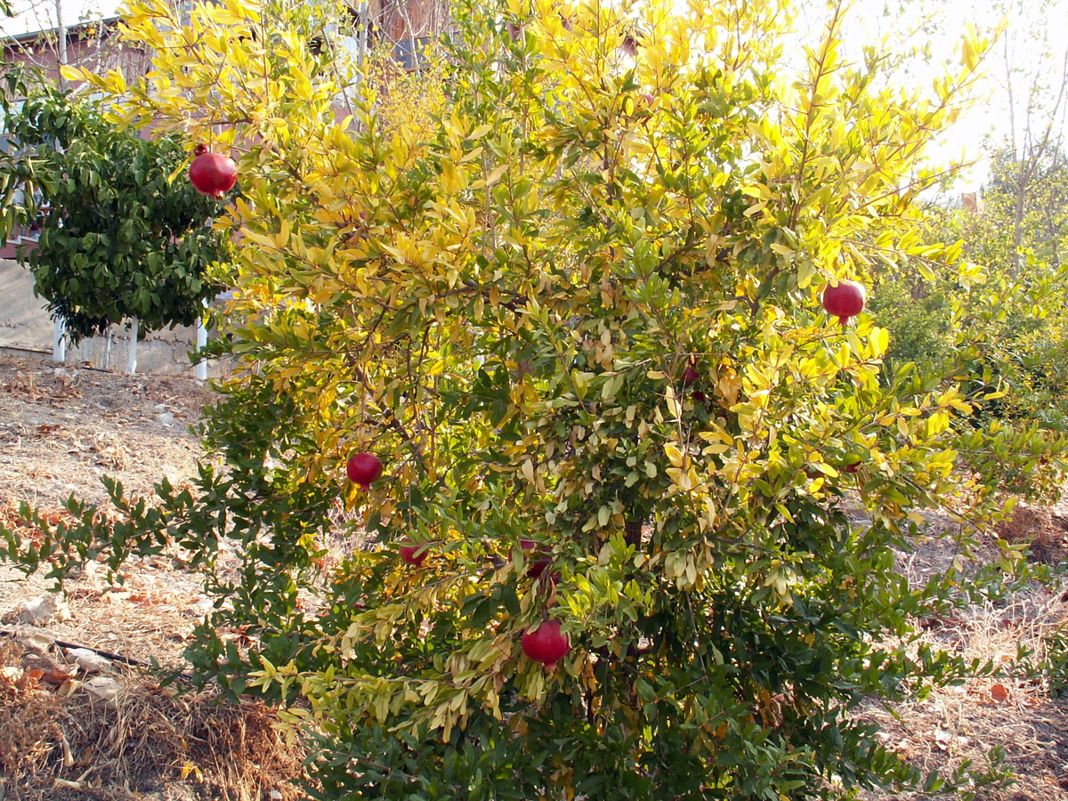 Турция=Гранат, Гранат=Турция.