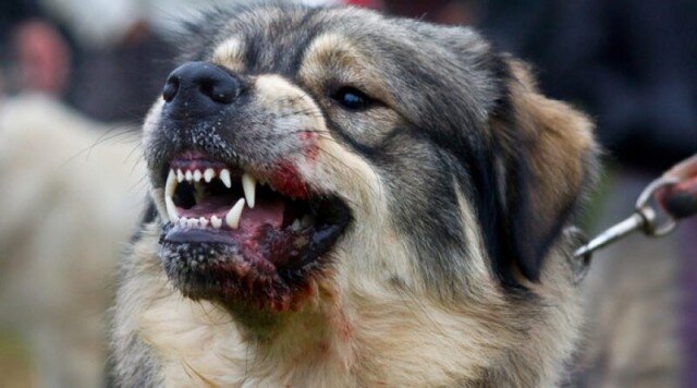 Миф 1: Бешенство переносят только собаки 

Это, пожалуй, самое распространенное заблуждение. В действительности бешенством могут заразить многие другие млекопитающие и даже некоторые птицы. Переносчиками могут быть еноты, рогатый скот, куры, летучие мыши, обезьяны, крысы, шакалы, белки и даже ежи. 