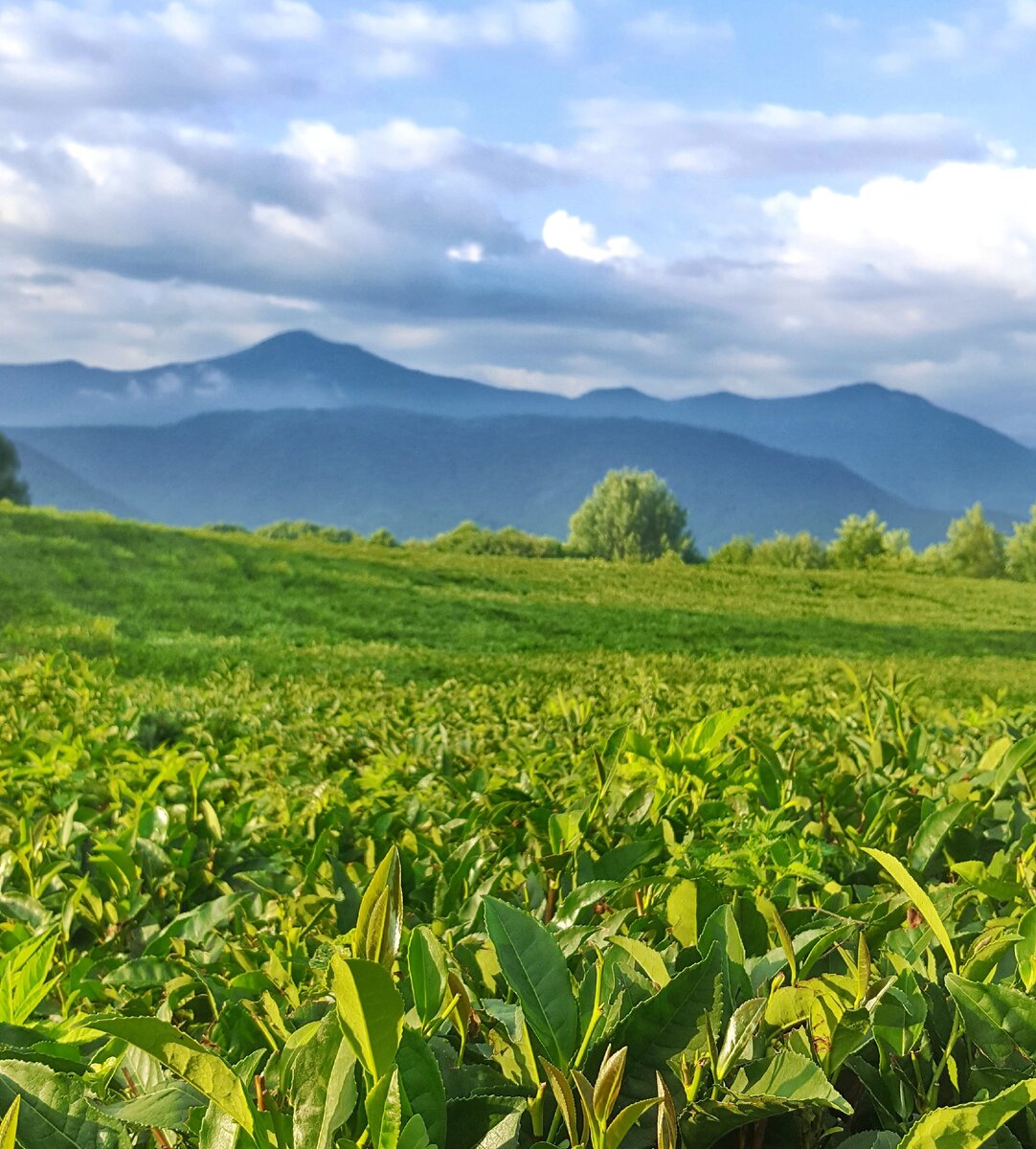 Плантации чая в Сочи