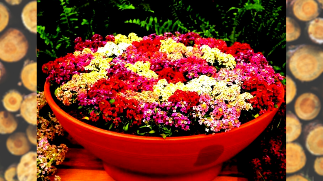 алиссум цветы многолетники. алиссум многолетний афродита. алиссум многолетник. алиссум цветы многолетники. алиссум цветы рассада.