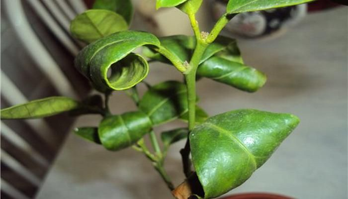 скручиваются листья