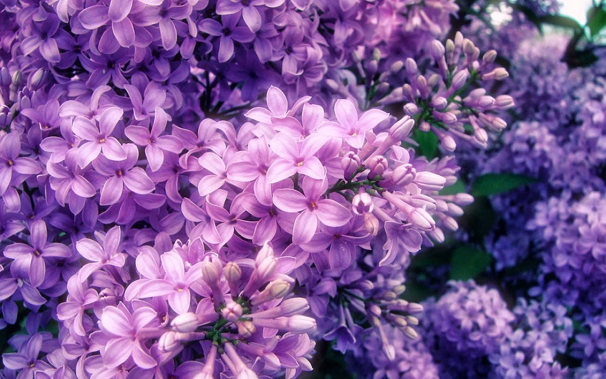 Сирень в саду /Яндекс картинки/