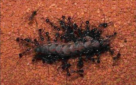 Муравьи тащат гусеницу в муравейник. Картинка из интернета