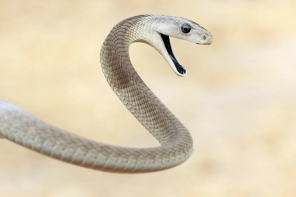 Белые змеи ядовитые. Ядовитая змея мамба. Чёрная мамба змея. Черношеяя Кобра. Чёрная мамба (Dendroaspis polylep.