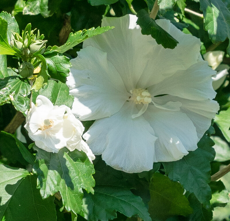 1. Белый цветок гибискуса и несколько его бутонов, один из которых почти распустился.