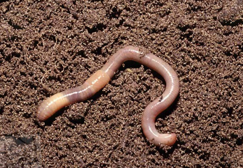 Дождевой червь.