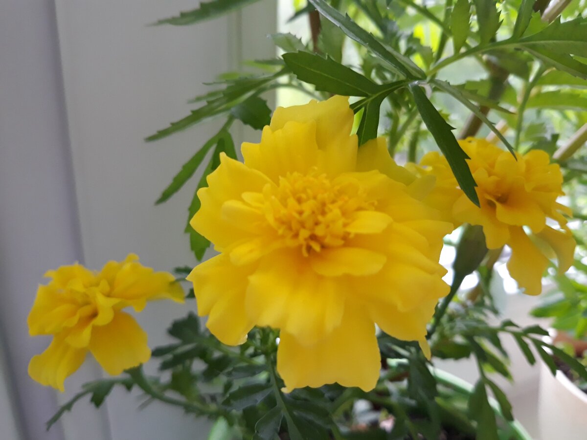 Бархатцы у нас на подоконнике. Желтые солнышки))