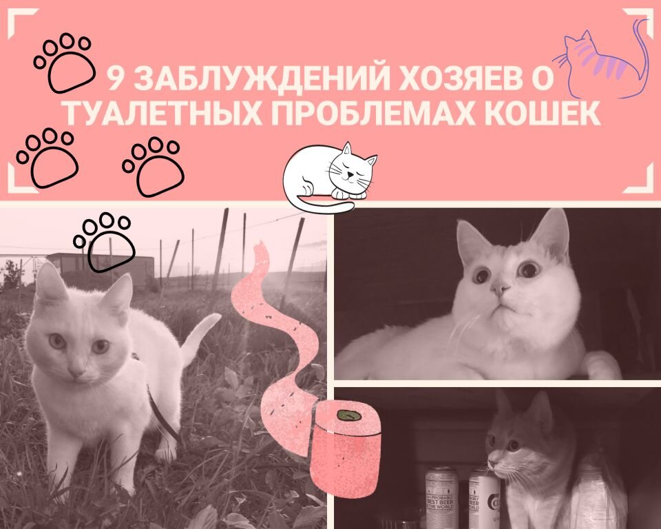 Котенок сикает на кровать